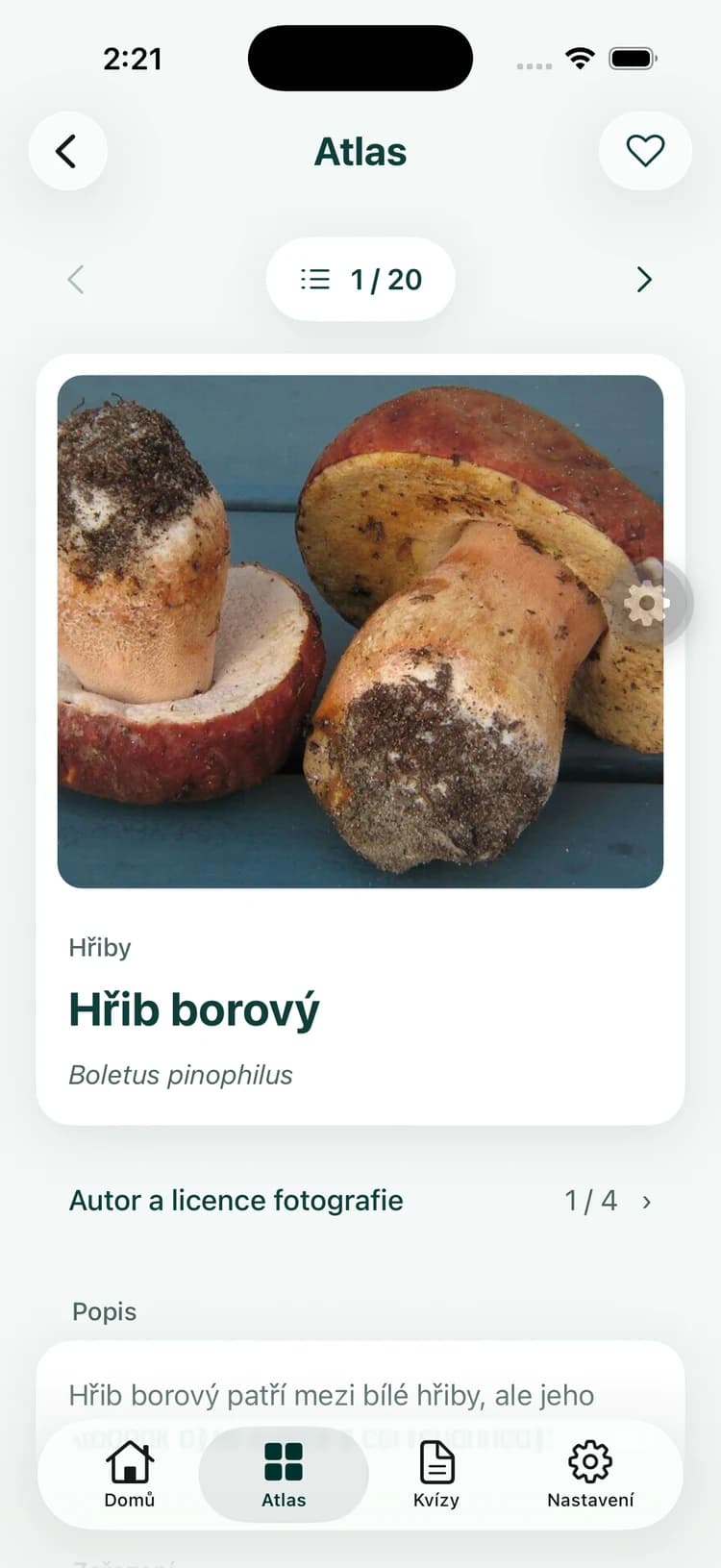 Detail houby s popisem, fotografiemi a rozlišovacími znaky